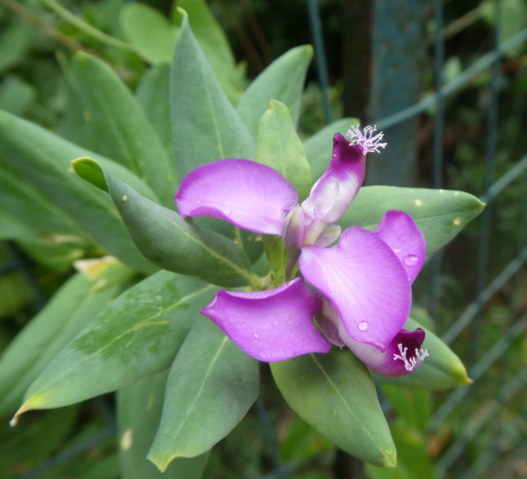 Polygala myrtifolia (Polygalaceae)